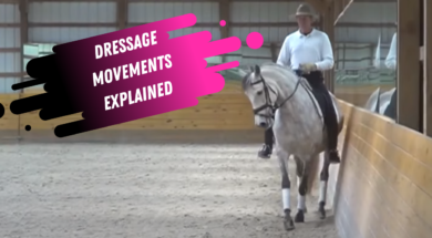 dressage movement tutorial