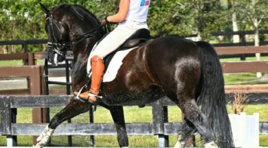 Susan Wachowich Dressage