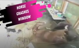 Copy of Copy of Copy of Amsterdam Thumb (58)