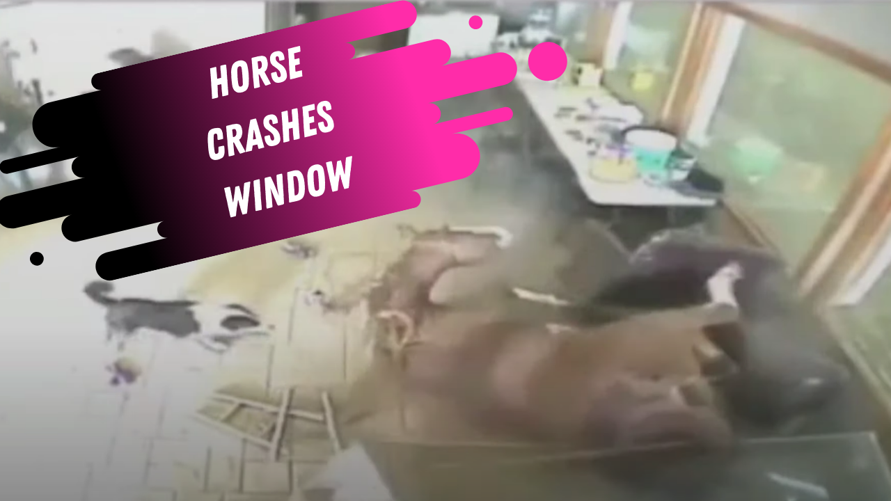 Horse Crashes Through Window – Equestrian Nightmare!