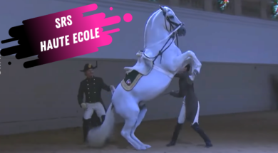 spanish riding school haute ecole