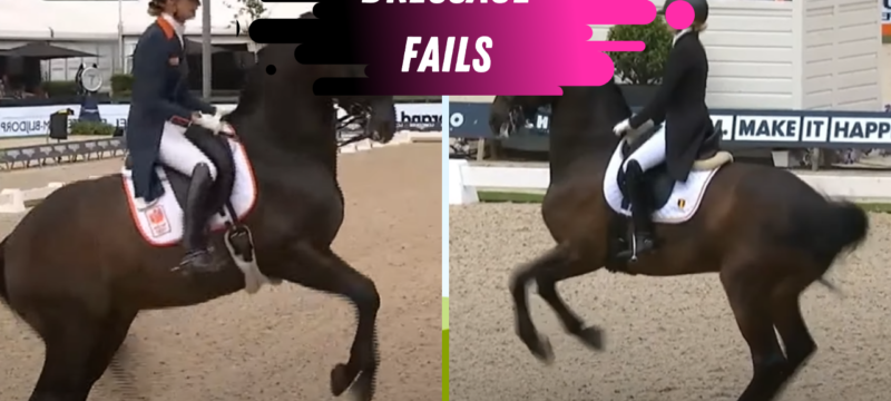 dressage fails rotterdam