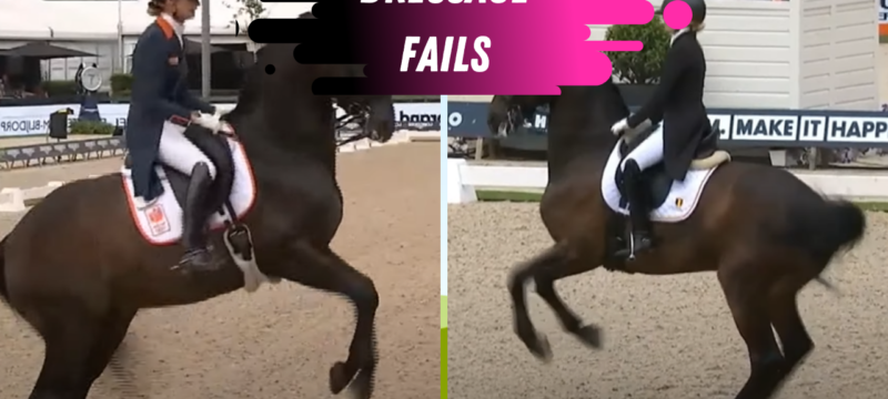 Dressage fails rotterdam