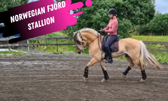 Norwegian Fjord Dressage Stallion