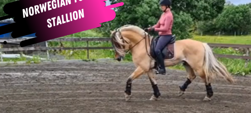 Norwegian Fjord Dressage Stallion